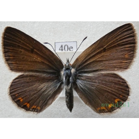 Polyommatus icarus (Rottemburg, 1775) female Modraszek ikar Poland40e